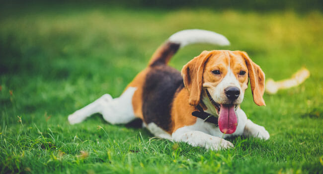 Beautiful beagle dog on green grass