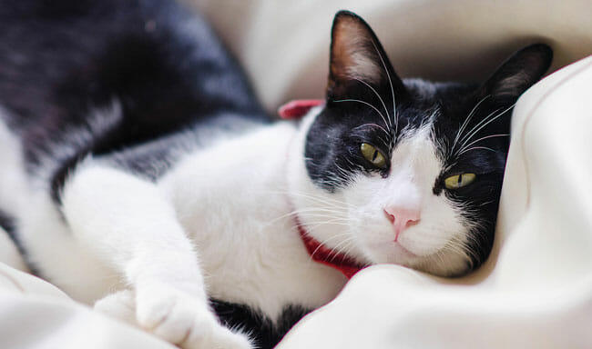 Cute tuxedo cat is smiling and lying down in comfy bed