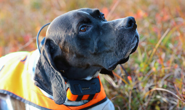 Dog english pointer portrait with GPS tracker