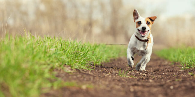 Jumping fun and happy pet walking outdoors