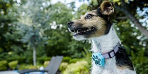 Paw Tracker review