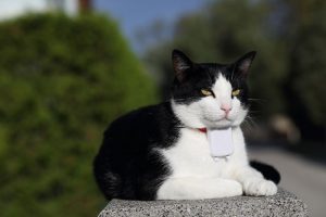 Prices Of GPS Pet Trackers