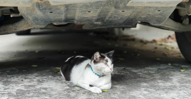 The cat dodges the sun beneath the car