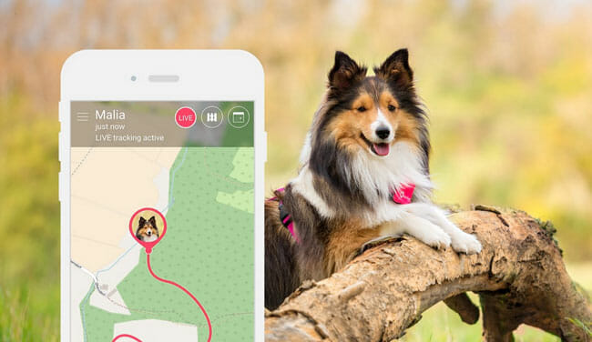 Invoxia Pet Tracker review: how to find your pet wherever it roams