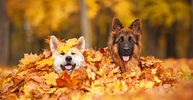 Two dogs lying in leaves 