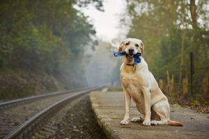 Types Of Pet GPS Trackers