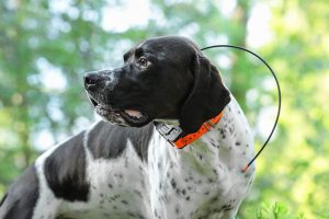 Using A Pet GPS Tracker