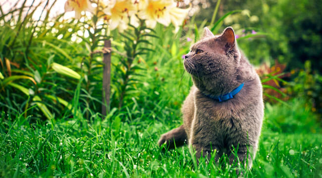 cat wearing a blue collar in the summer garden in the evening