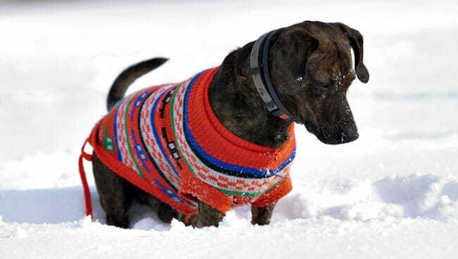 dog in the snow with tracker