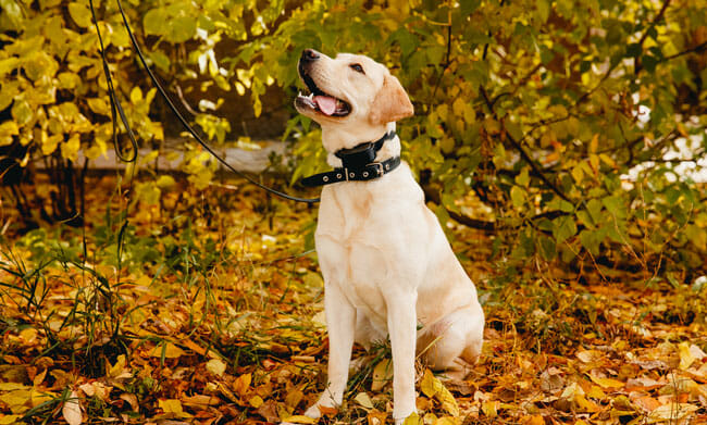 labrador dog with gps tracker