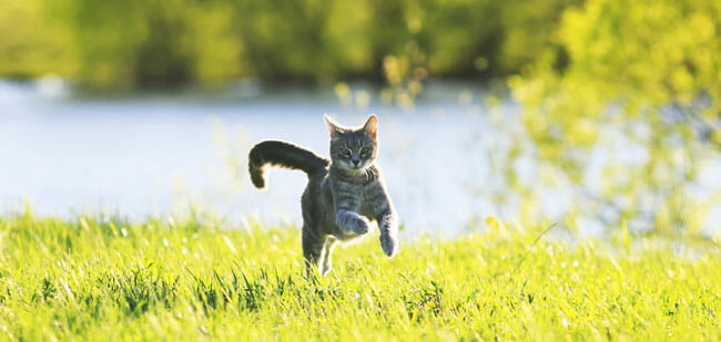 sweet cat fun running on green meadow in Sunny summer day