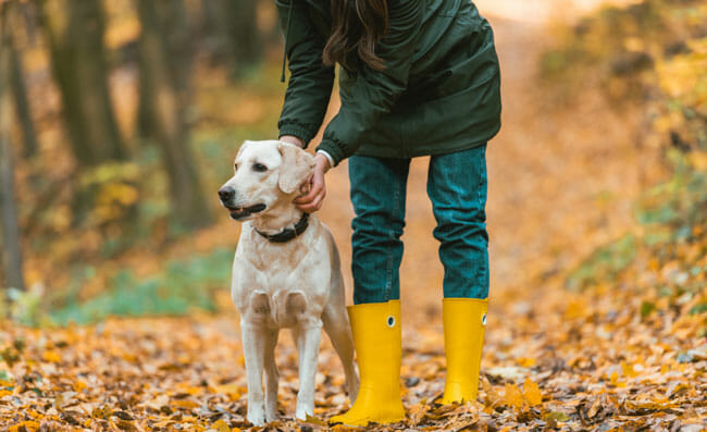 woman adjusting dog collar on golden retriever in autumnal forest 