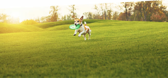 Pawscout Features