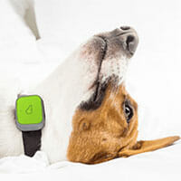 Tractive GPS Tracker XL for dogs with 6 weeks battery life, EXCL. ABO