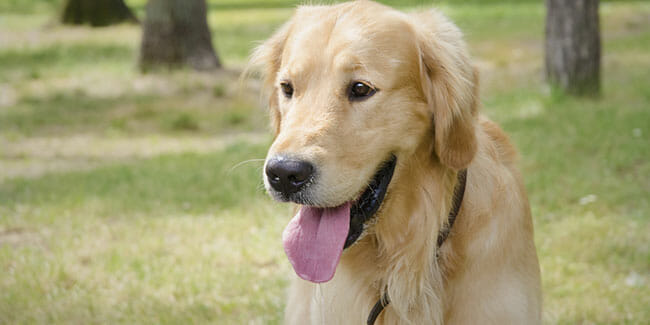 Golden Retriever playing on the park