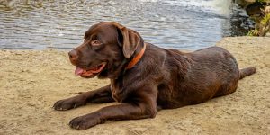 The dog lies on a rock by the rive with Trackers