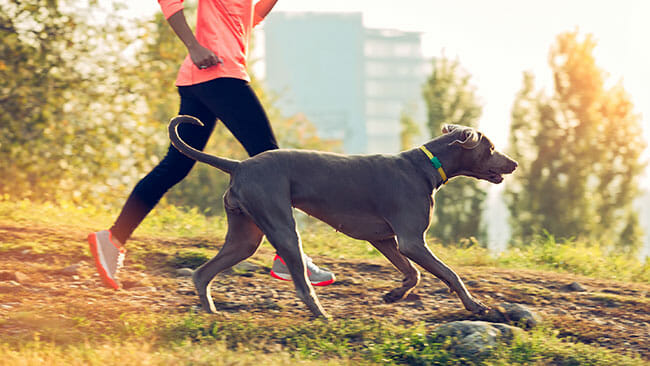 dog and girl jogging