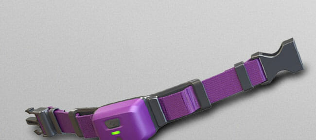 PetPace collar design