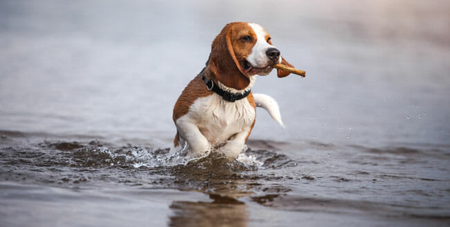 Dog Beagle playing in water