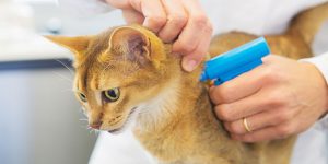 Microchip implant for cat