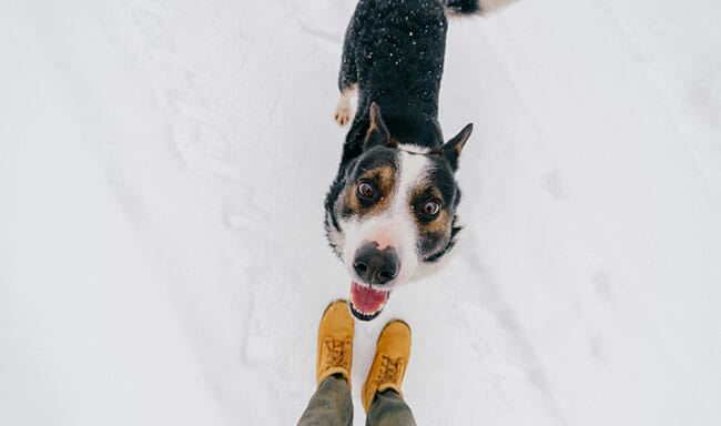 dog looking up at owner