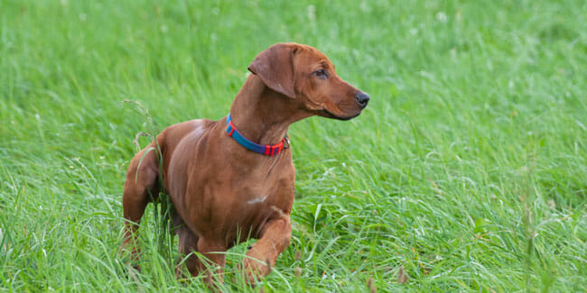 dog with pet tracker in green grass