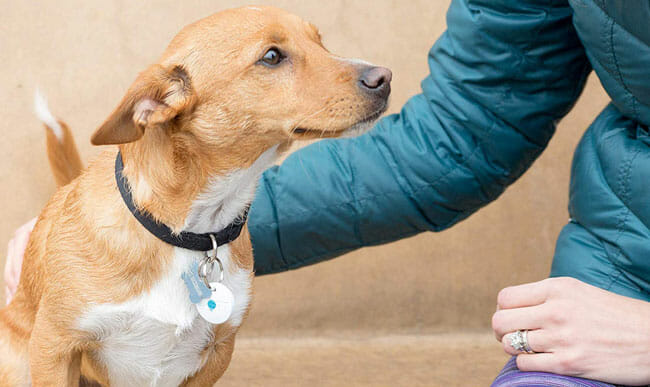 DOTT-Pet-Tracker dog with its owner