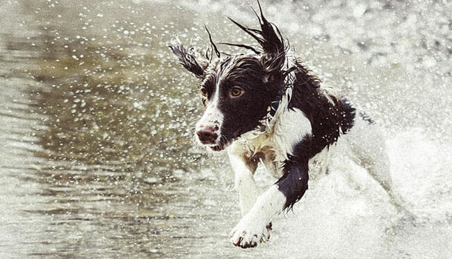 Invoxia Pet Tracker Waterproof