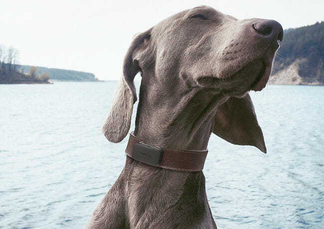 Invoxia Pet Tracker dog with prt tracker near river