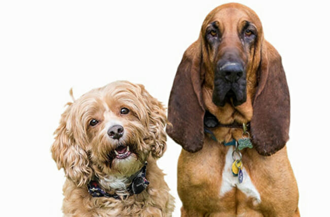 Trackimo and dogs on white background