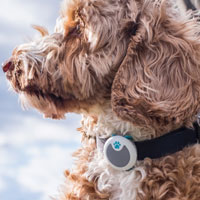 animo activity tracker